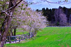 春花牧場
