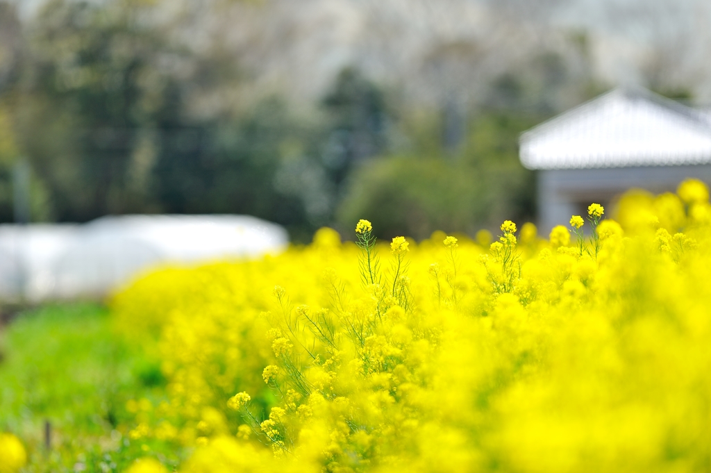 ほわほわ【菜の花畑】