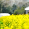 ほわほわ【菜の花畑】