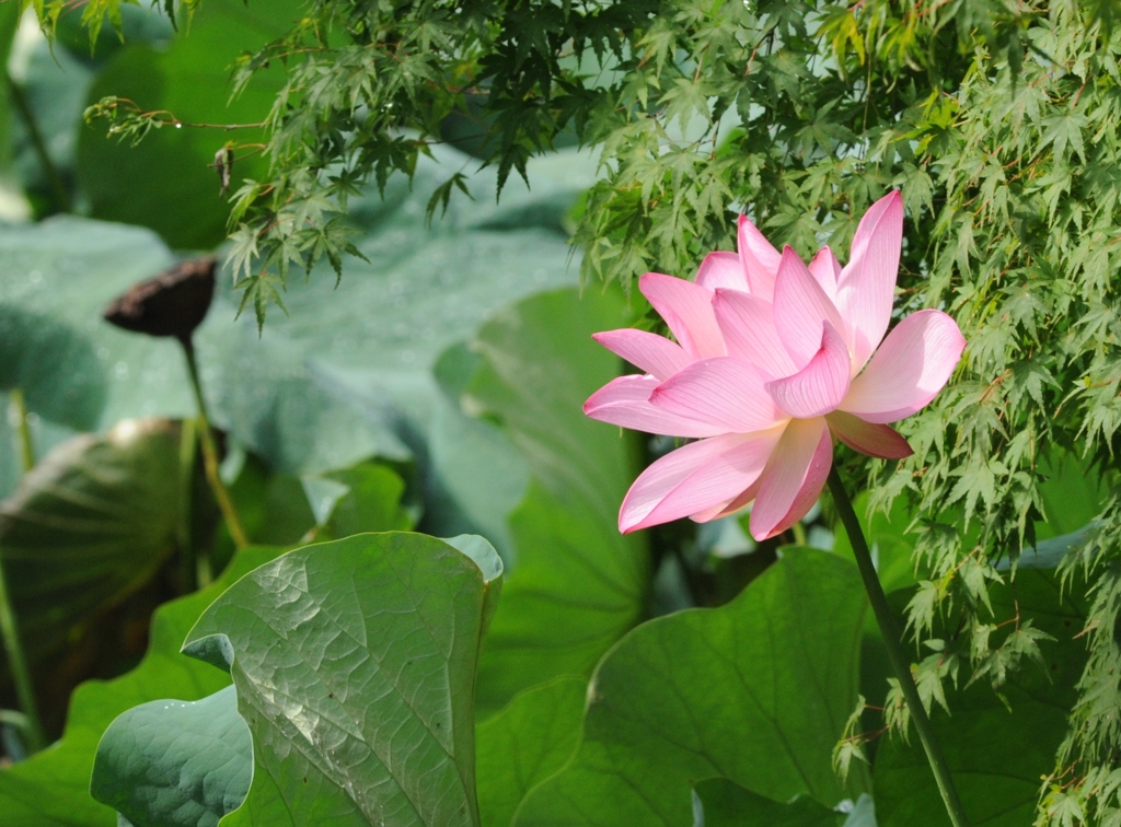 残夏