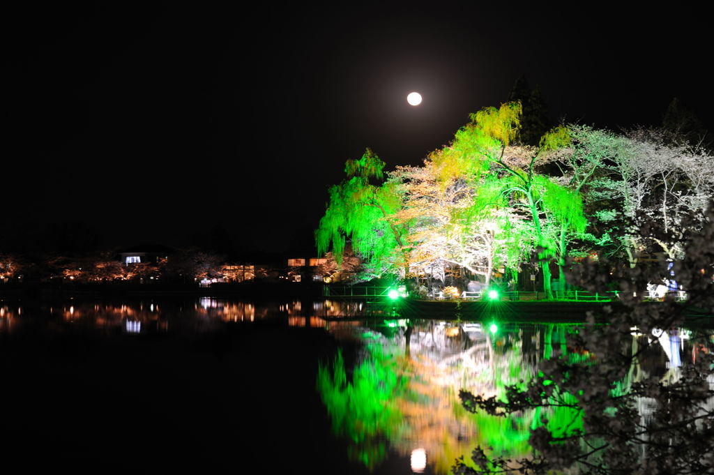 夜桜月夜【桜祭り】
