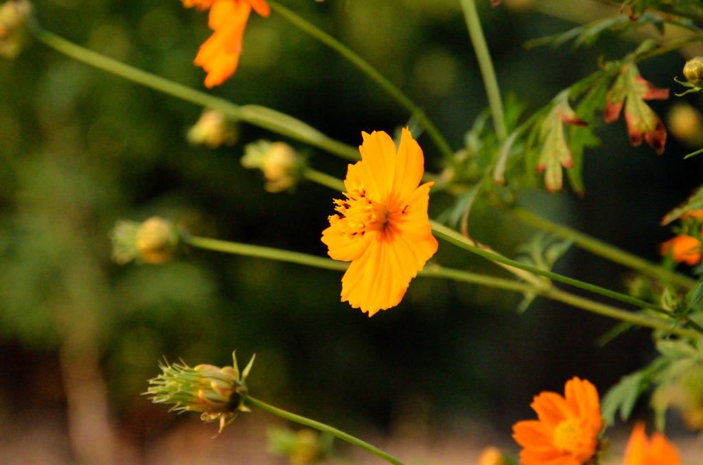 夕日に向かって