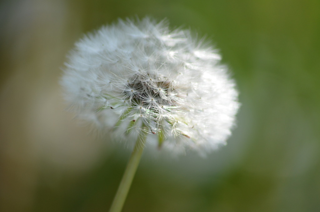 tannpopo　no　watage