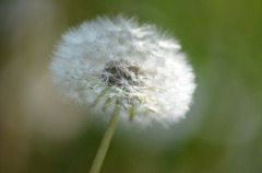 tannpopo　no　watage