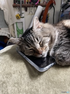 それ僕のスマホ、、、