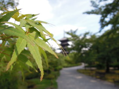 ドヤ花