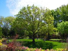 土曜日の庭園