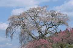 大宇陀　又兵衛桜