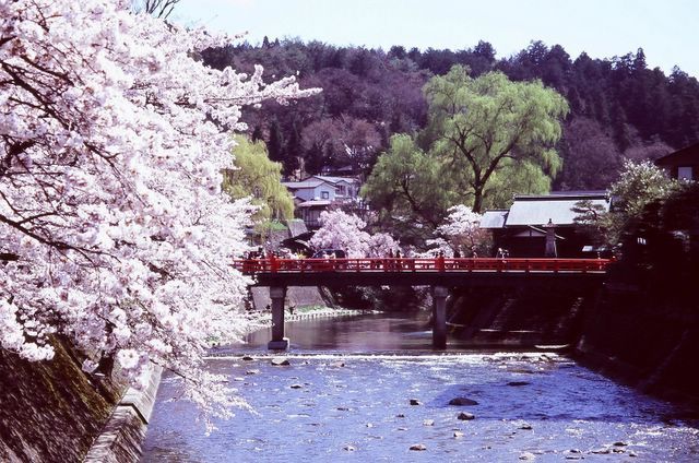 宮川沿いの桜
