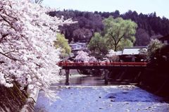 宮川沿いの桜