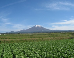 キャベツ畑と大山