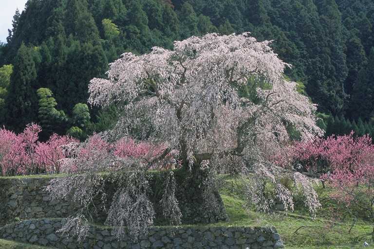 大宇陀　又兵衛桜