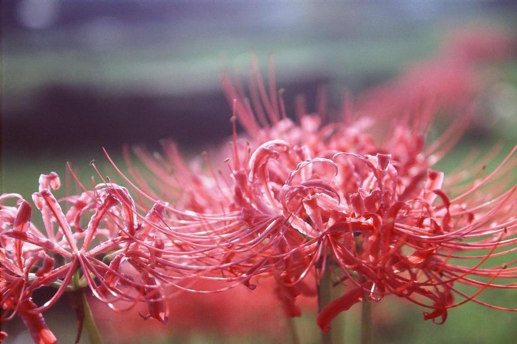曼珠沙華