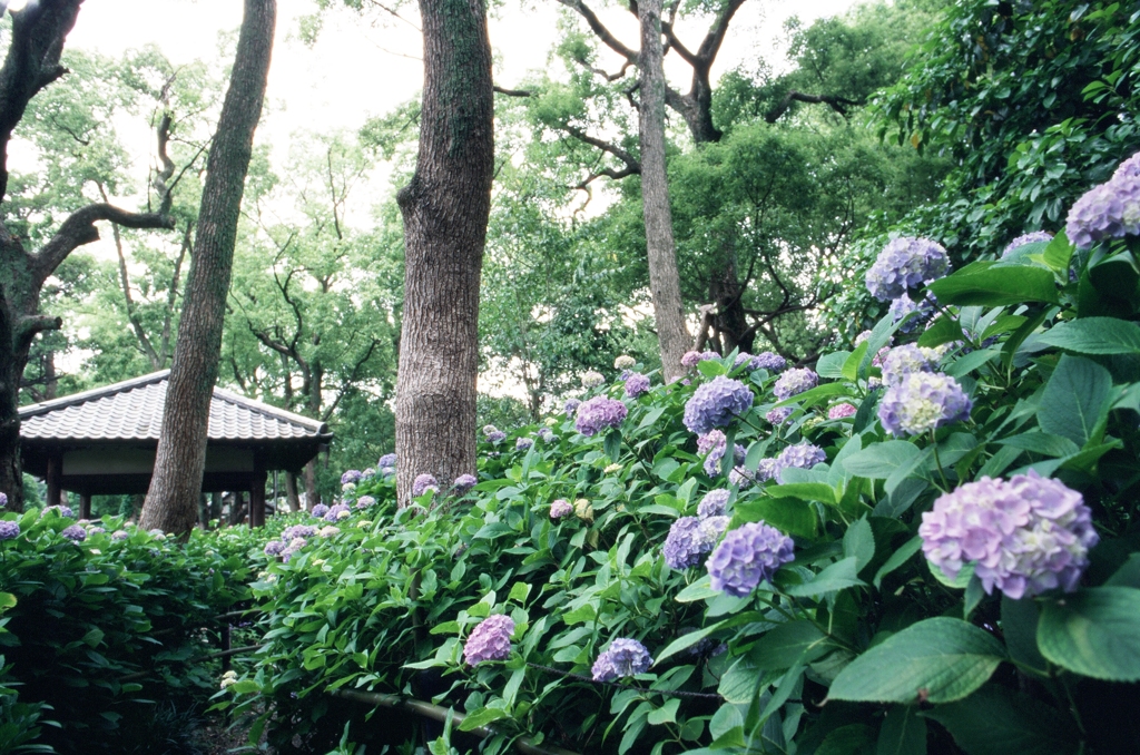 藤森神社のあじさい