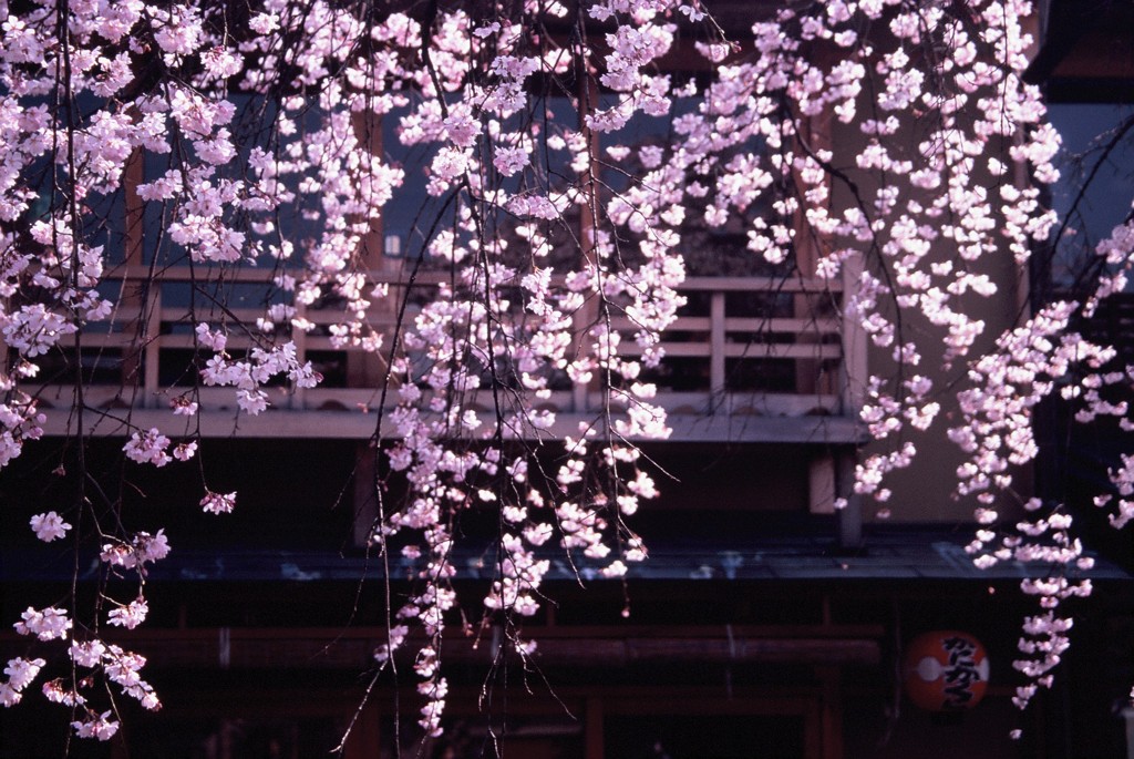祇園にて