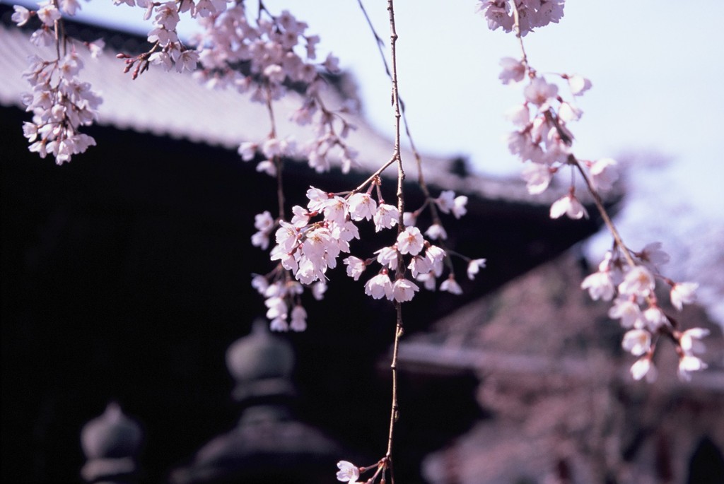 長谷寺にて