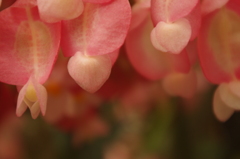 花の雫