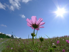 太陽に向かって咲く