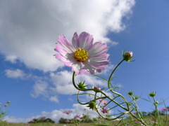 内山牧場のコスモス