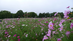 黒姫高原コスモス園