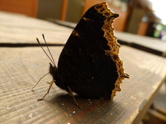 喋喋なのか蛾なのか。