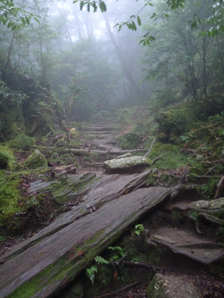 屋久島・白谷雲水峡