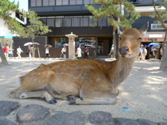宮島の鹿