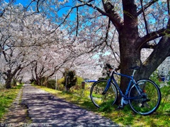 桜のトンネル