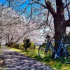 桜のトンネル