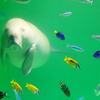 ジュゴンと魚たち