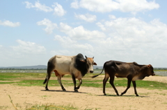 草原を歩く牛たち