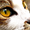 cat's-eye
