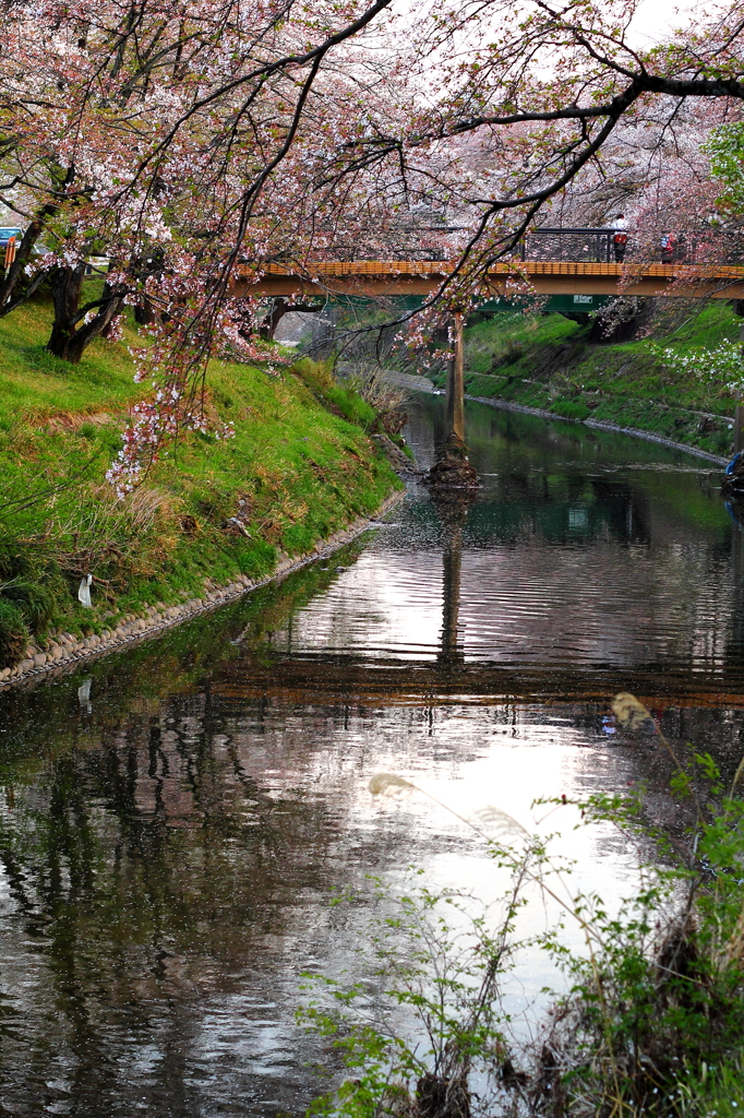 散りゆく桜