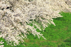 桜と緑のコントラスト