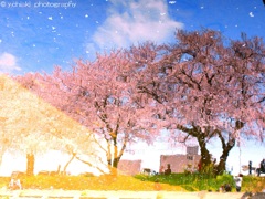 夢の中で見た桜