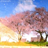 夢の中で見た桜