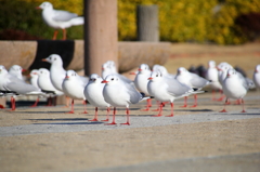 かもめたち