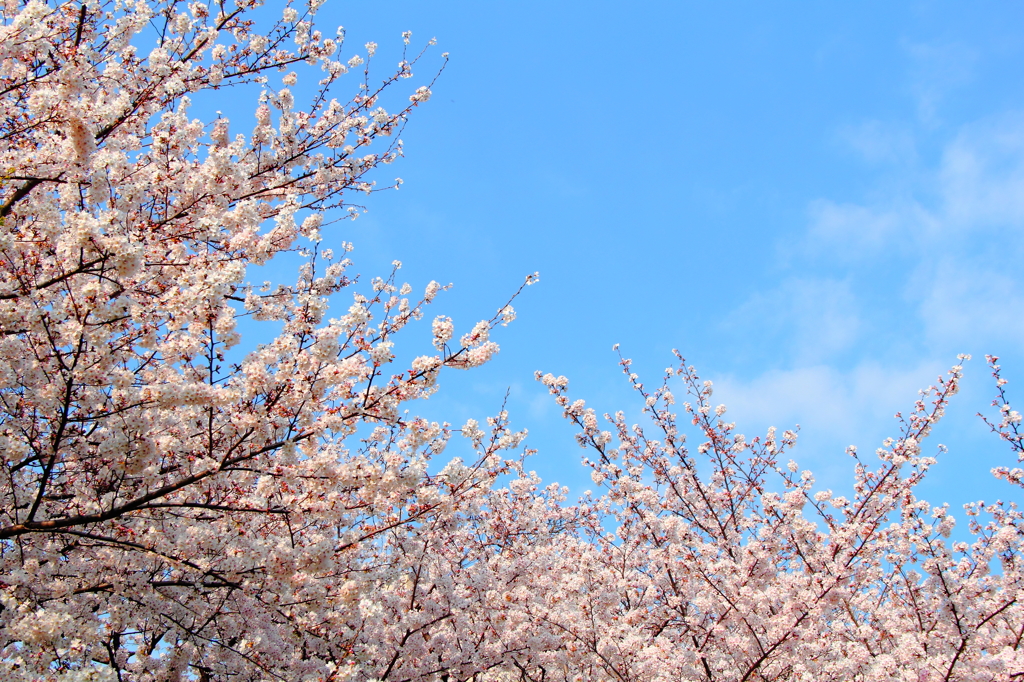 空と桜
