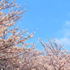 空と桜