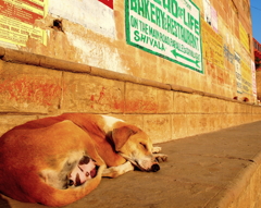 ガンジスの朝日を浴びながら寝る犬