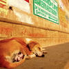 ガンジスの朝日を浴びながら寝る犬