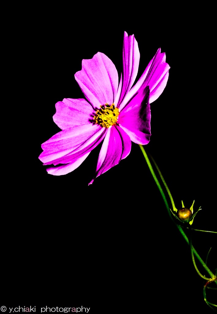 A Cosmos