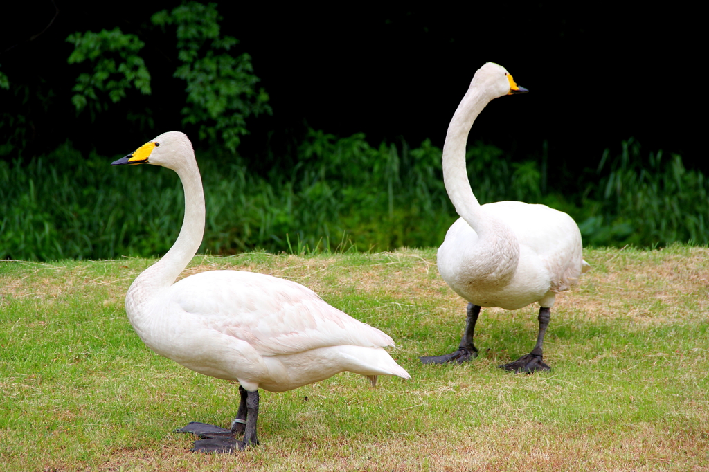 Ducks