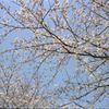 甘木山の桜・その参
