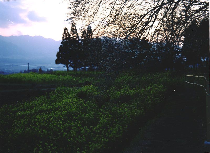 夕方の一心行の桜