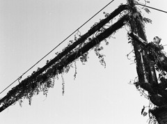 leaves_3