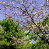 延命公園の桜