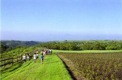 ヒゴタイ公園・丘