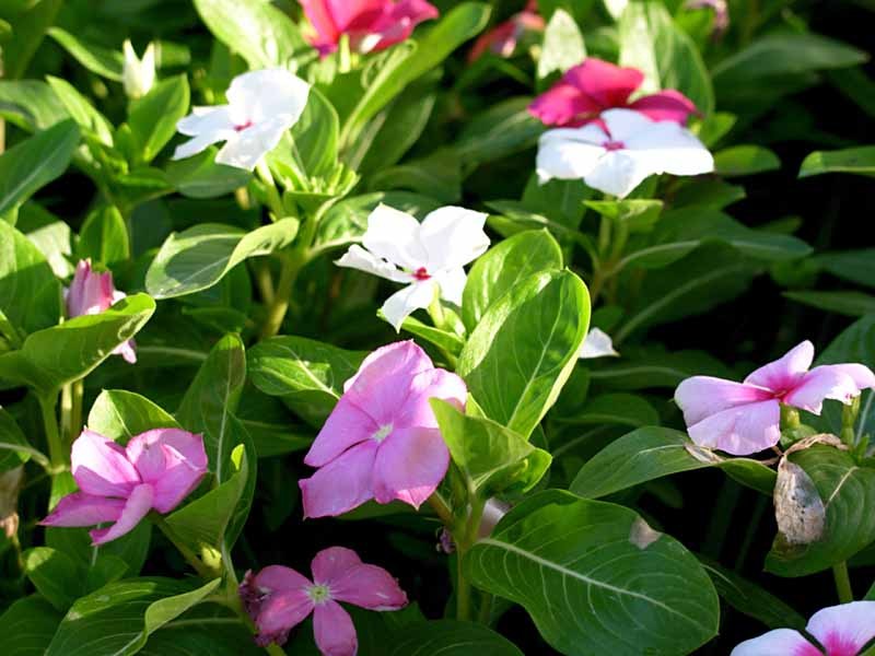 綺麗な花・その弐