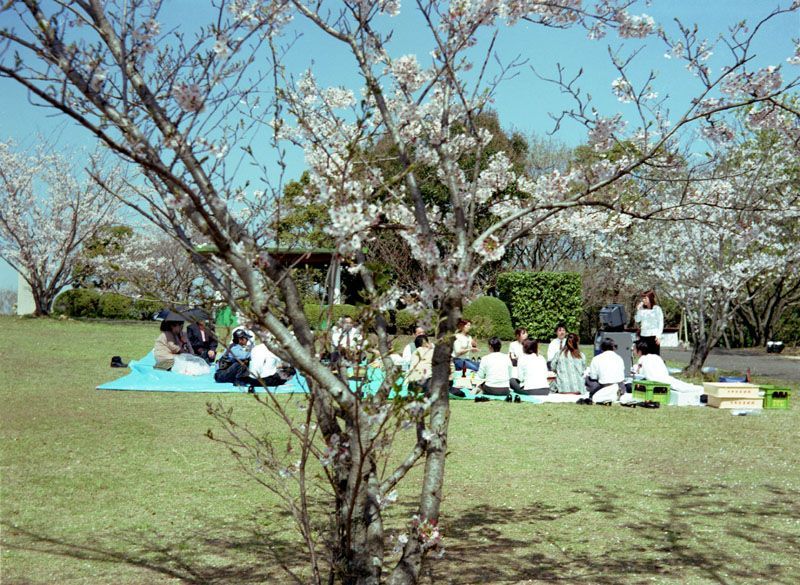 花見風景